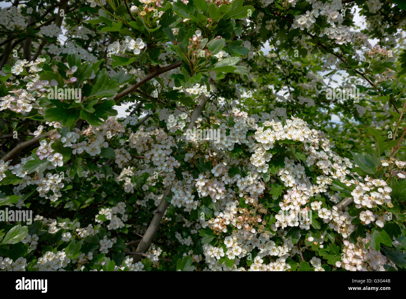 Blooming trees on blue sky in sunlight Stock Photo - Alamy
