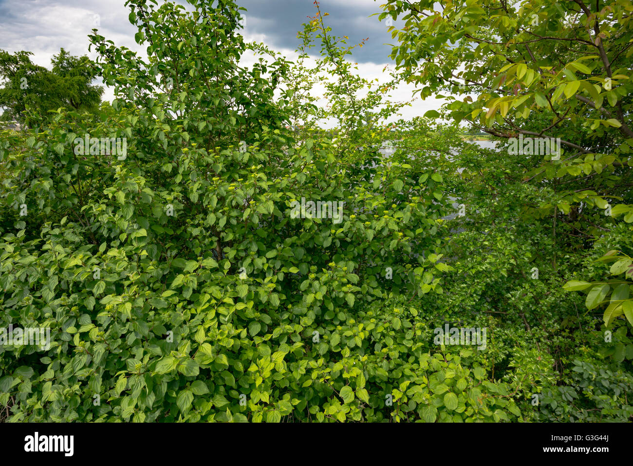 sunlight in trees of green summer forest Stock Photo - Alamy