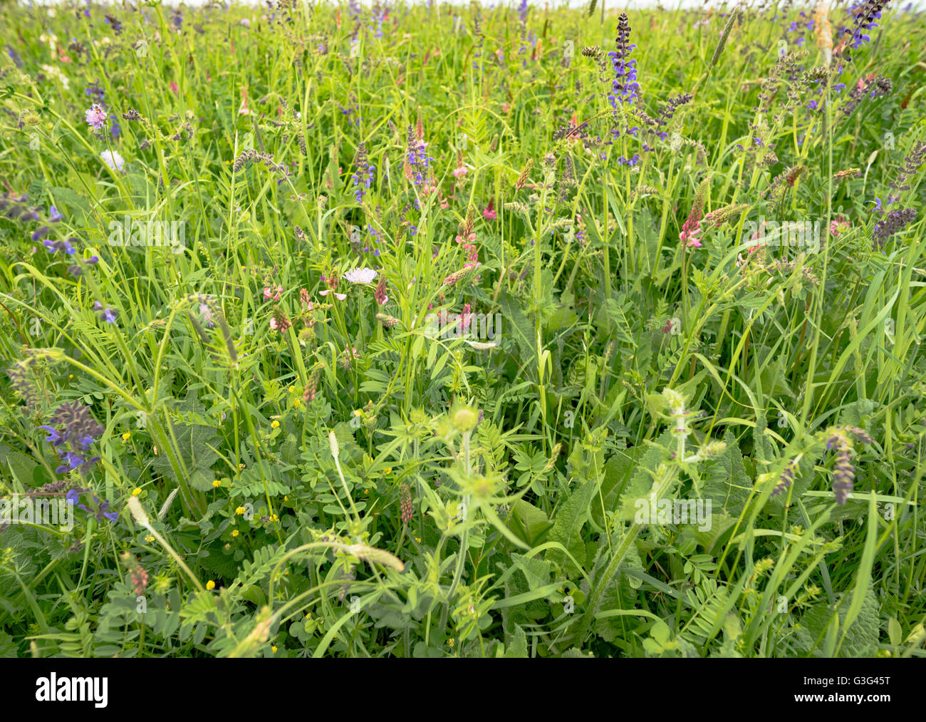 Beautiful scenery field grass hi-res stock photography and images - Alamy