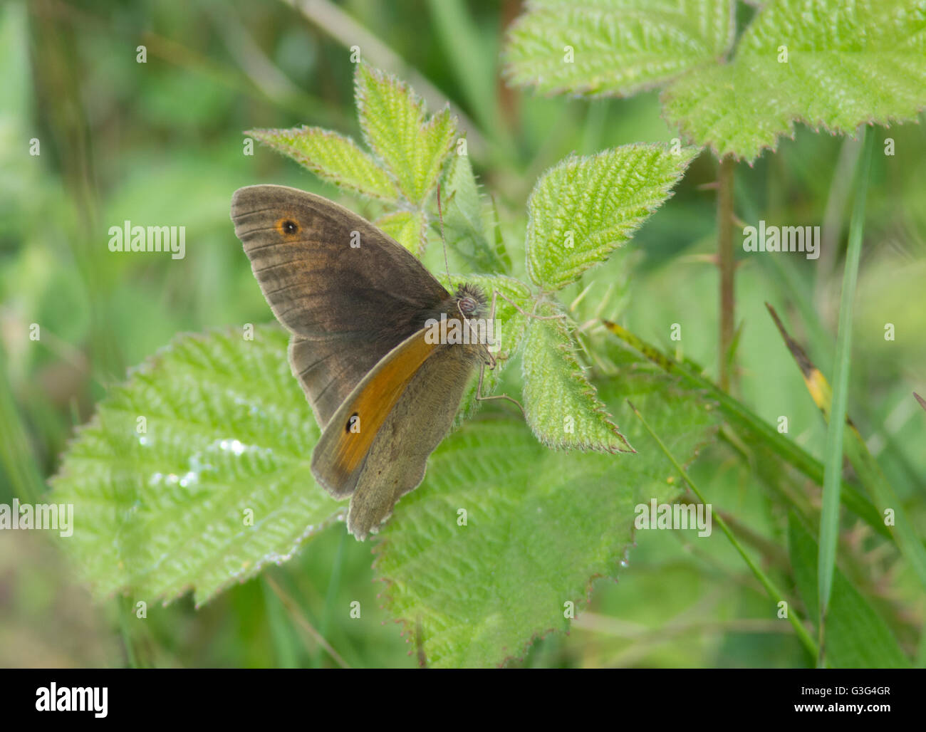Meadow brown butterfly (Maniola jurtina) in meadow in Hampshire, England Stock Photo
