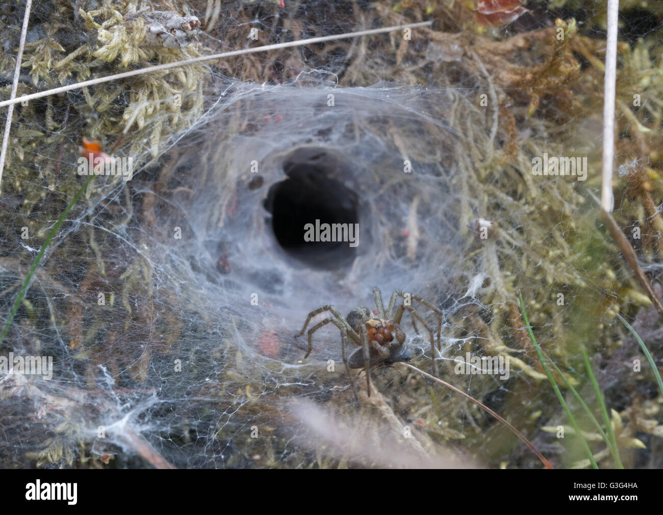 Labyrinth spider (Agelena labyrinthica) at edge of funnelshaped nest