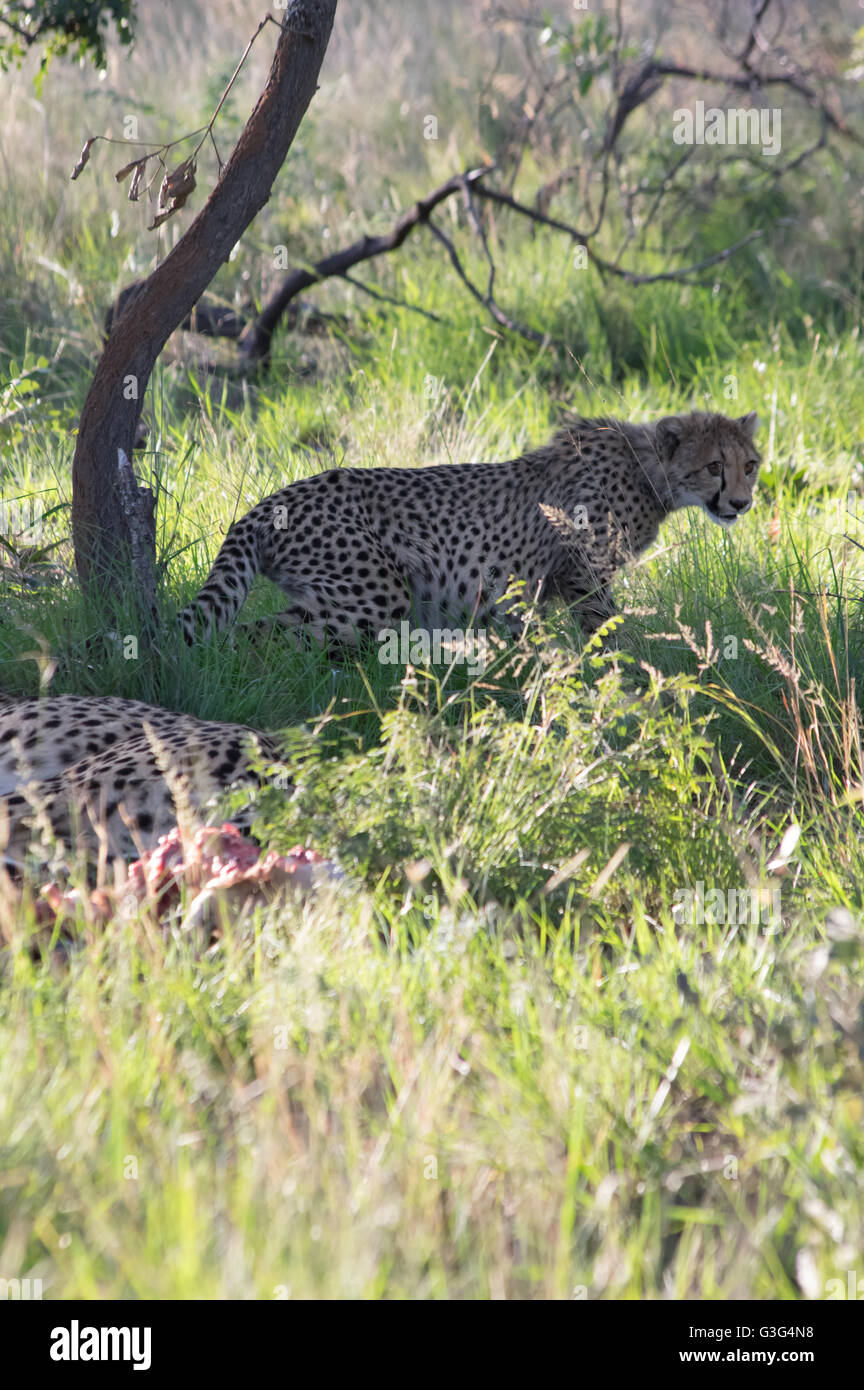 Mammal offspring game reserve hi-res stock photography and images - Alamy