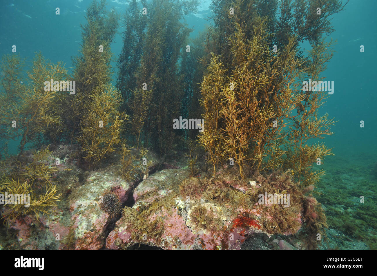 Brown sea weeds reaching to ocean surface Stock Photo