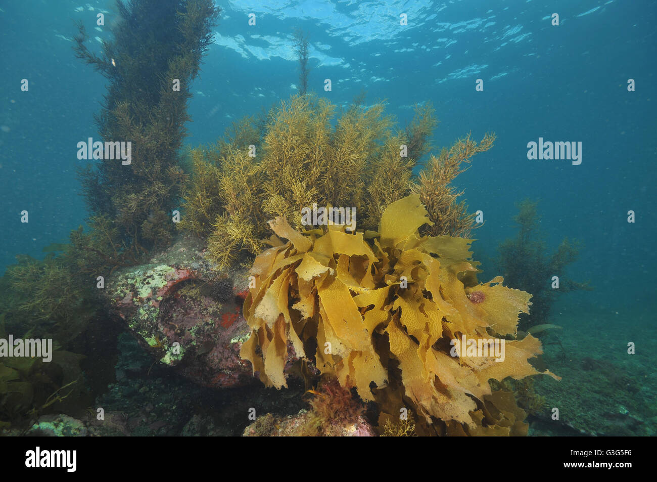 Brown sea weeds on rock in shallow water Stock Photo