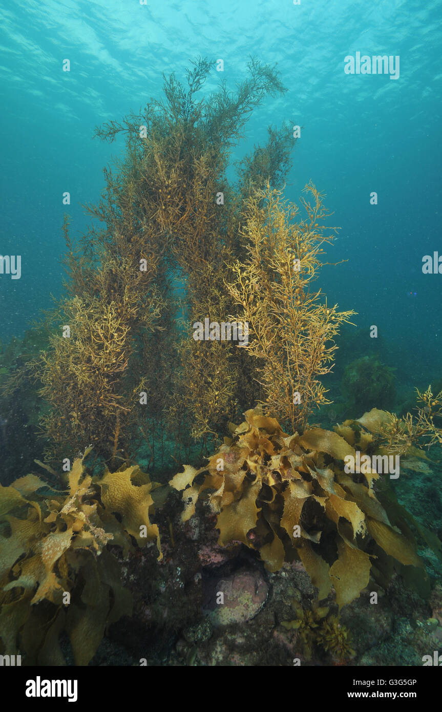 Brown sea weeds reaching to ocean surface Stock Photo