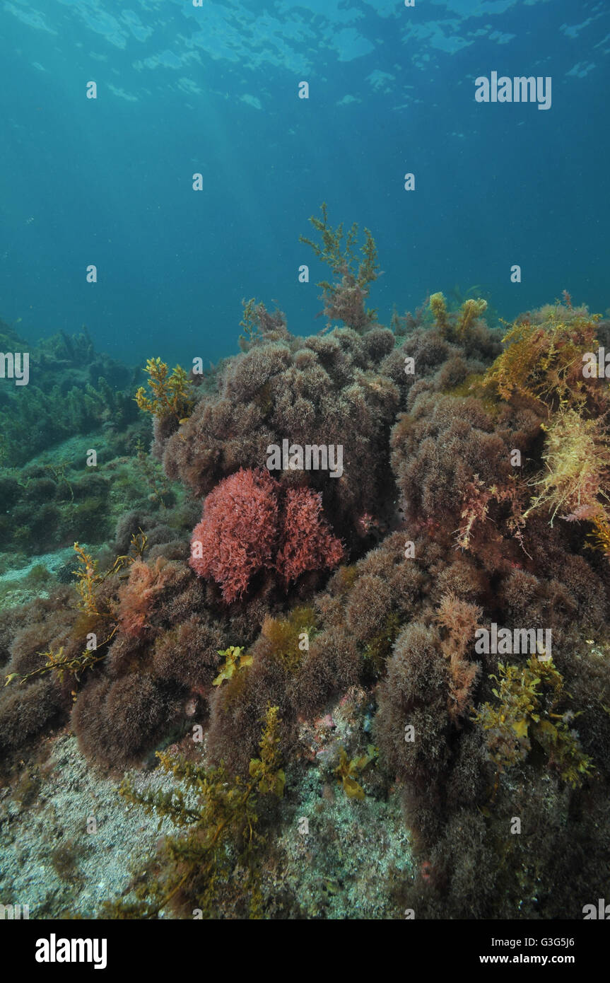 Short algae on shallow water rocky reef Stock Photo