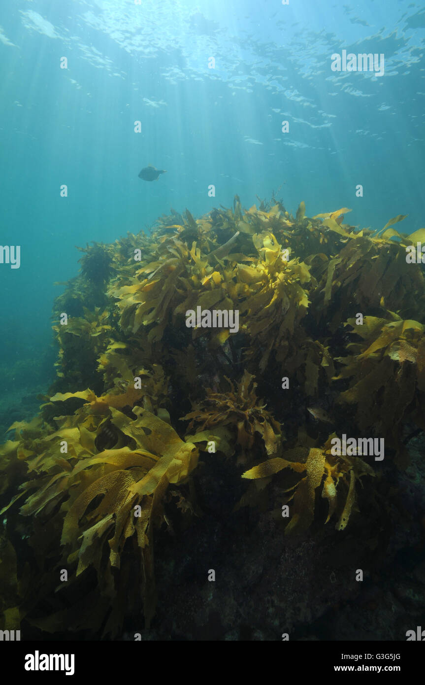 Shallow water kelp forest in sun rays Stock Photo