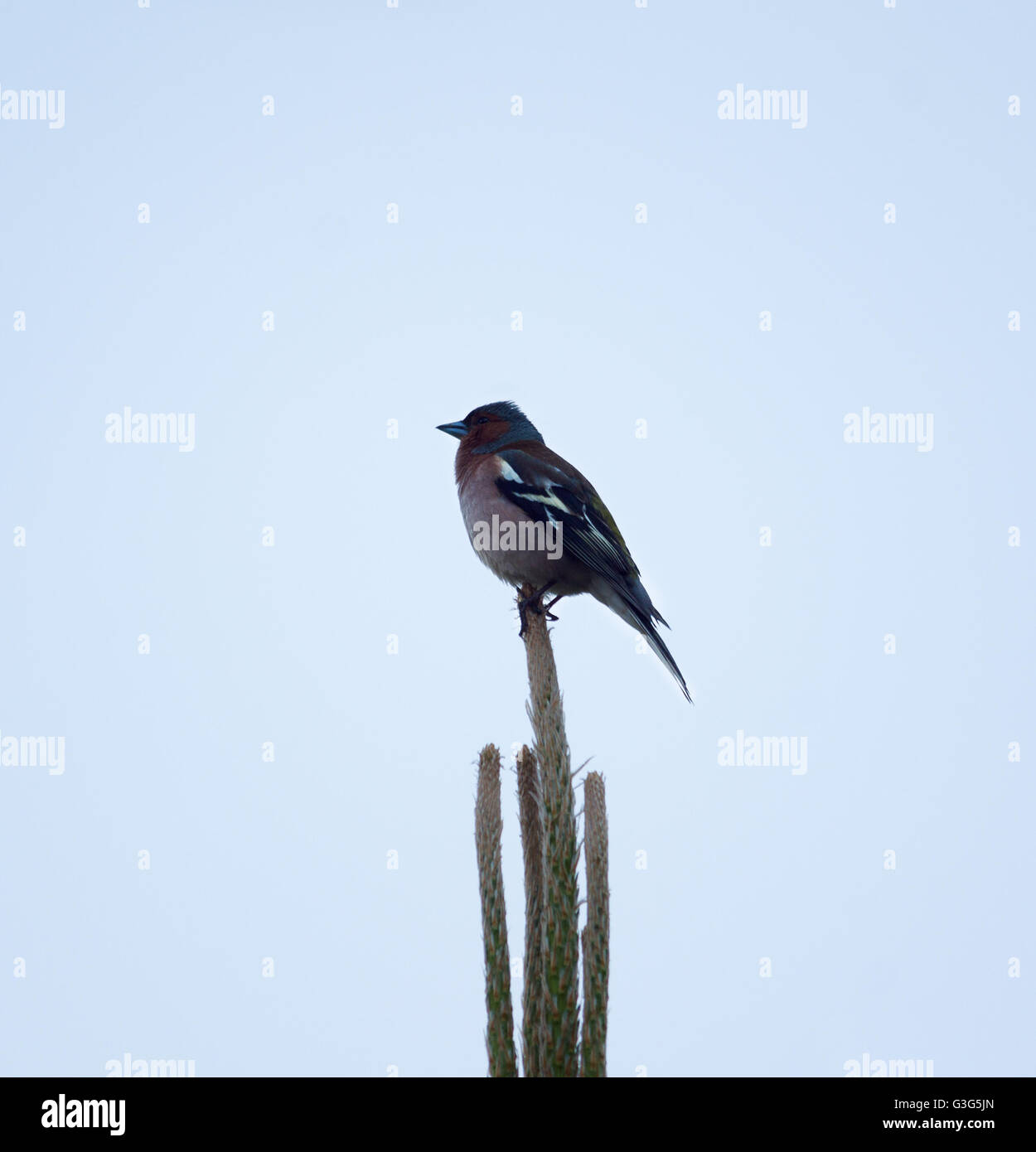 little bird sitting on a branch in front of blue sky Stock Photo - Alamy