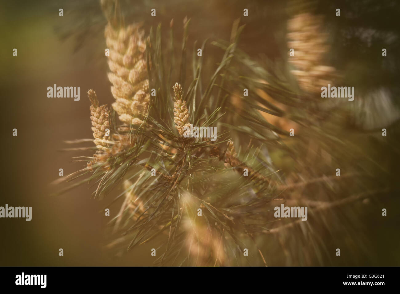 fir cones hanging on a green tree branch with needles Stock Photo - Alamy