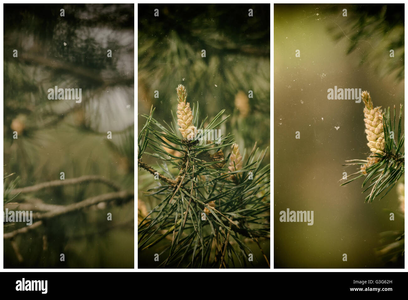 fir cones hanging on a green tree branch with needles Stock Photo