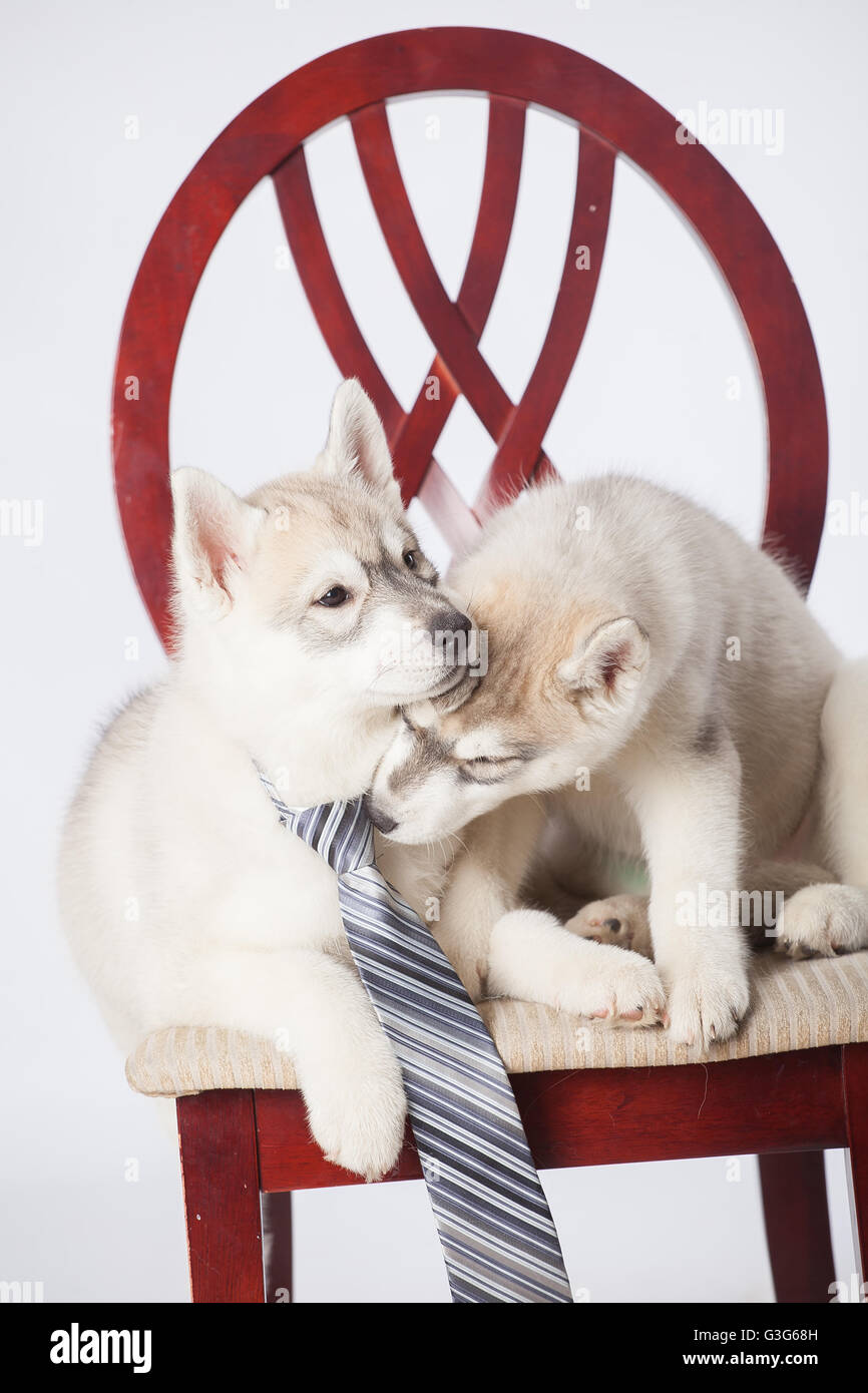 Siberian Husky puppies Stock Photo