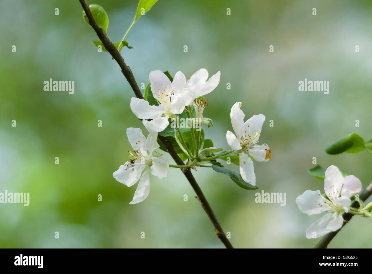 white flowers on the green tree branches Stock Photo Alamy