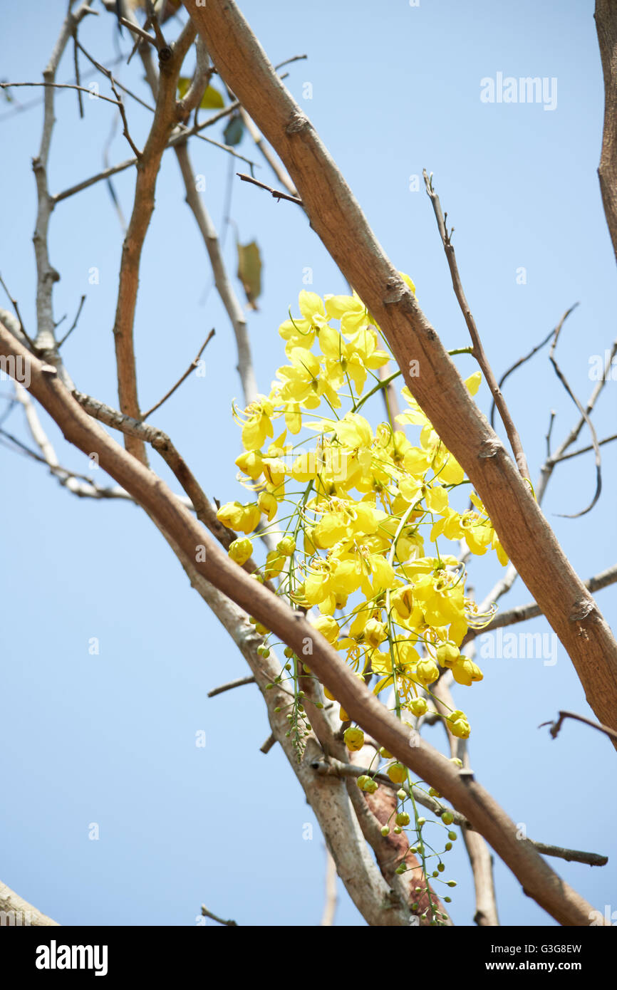 yellow flowers on the tree in Thailand Stock Photo Alamy