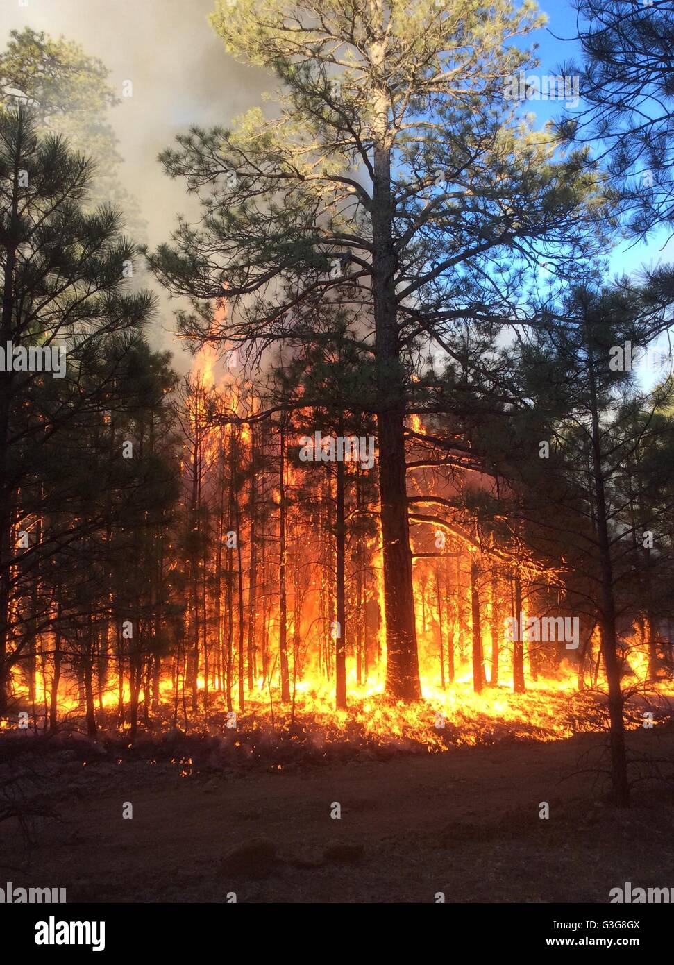 Intense flames rise from the Jack Fire burning in the Coconino National