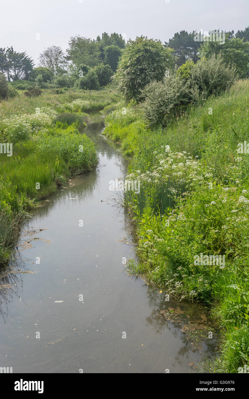 Drainage ditch with static water, showing clumps of poisonous water dropwort / Oenanthe crocata by water's edge. One of UK's most poisonous plants. Stock Photo