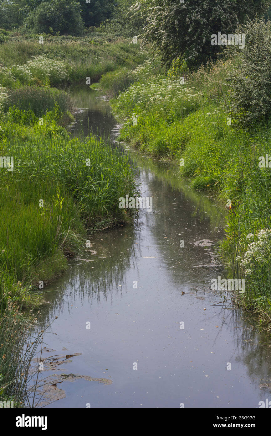 Drainage ditch with static water and distant clumps of poisonous water dropwort / Oenanthe crocata by water's edge. One of UK's most poisonous plants. Stock Photo