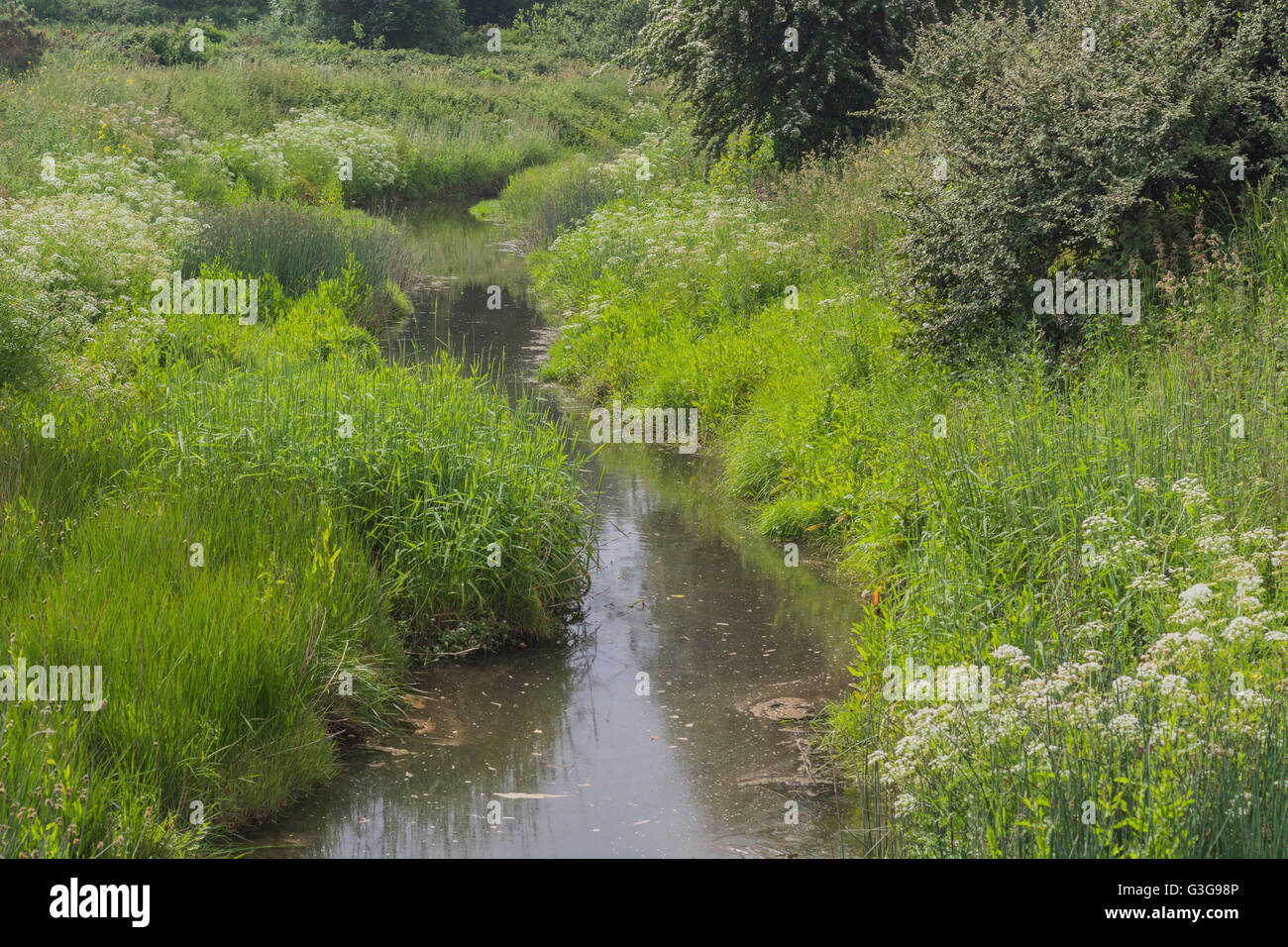 Drainage ditch with static water, showing clumps of poisonous water dropwort / Oenanthe crocata by water's edge. One of UK's most poisonous plants. Stock Photo