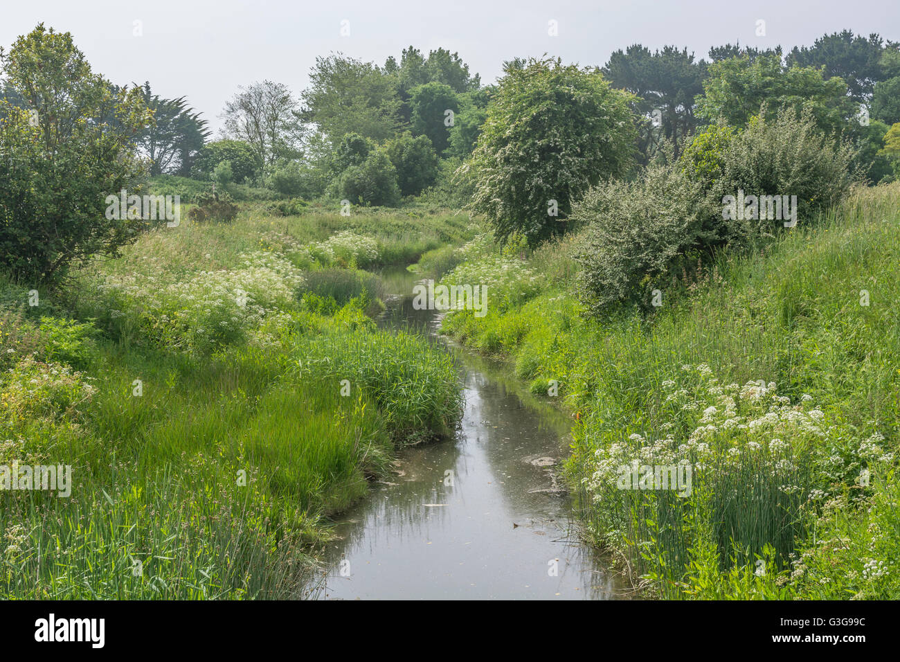 Drainage ditch with static water, showing clumps of poisonous water ...