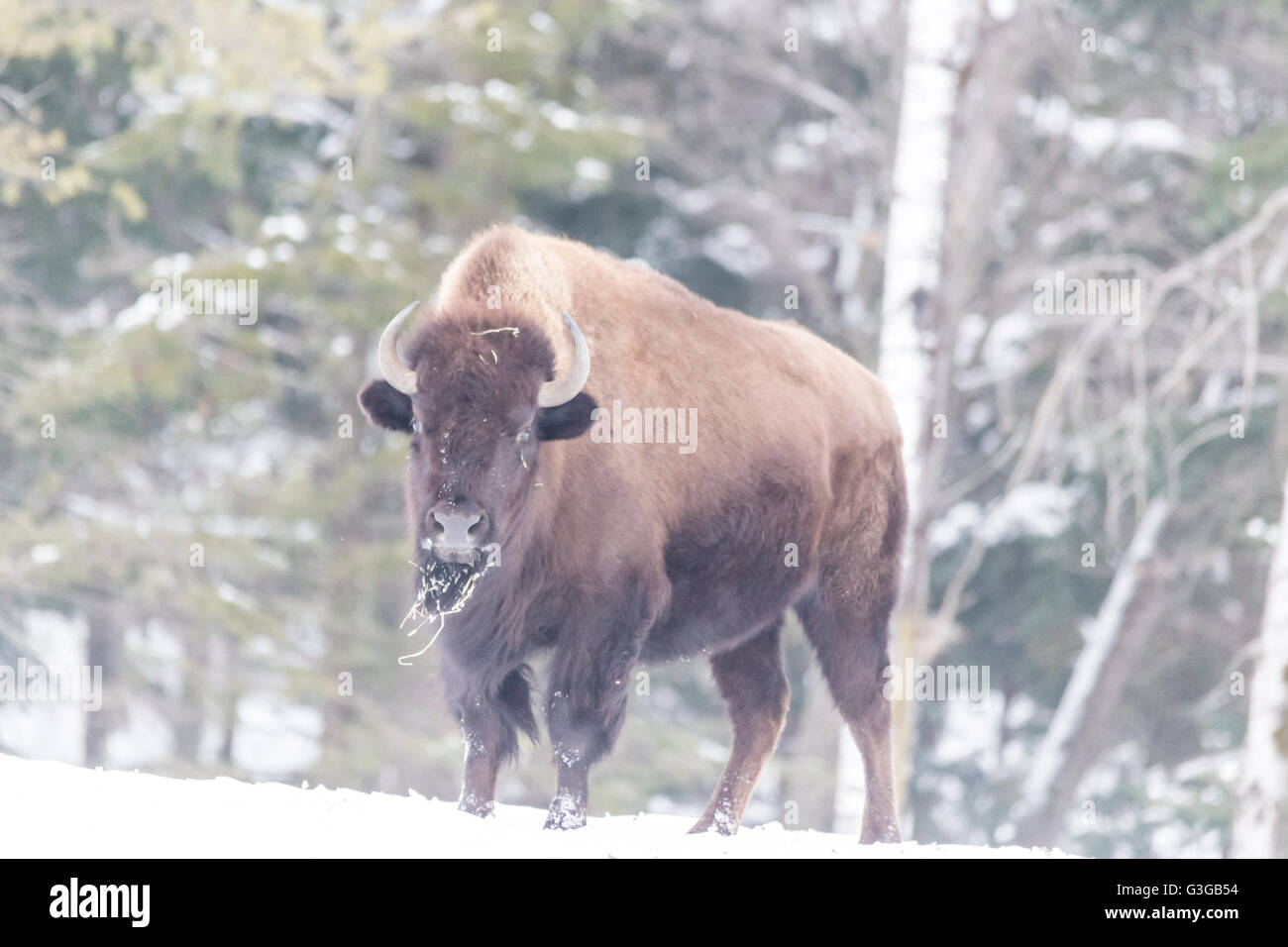American Field Buffalo in a winter scene Stock Photo - Alamy