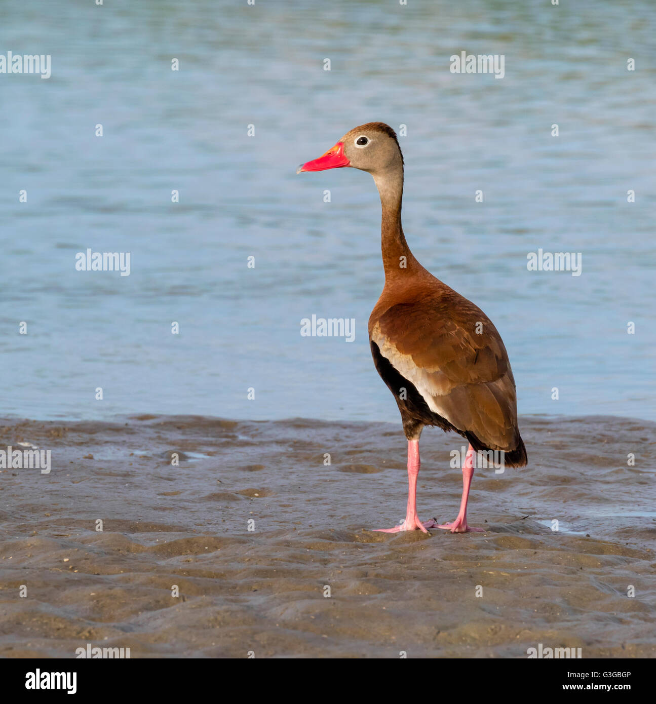 Blackbellied whistling duck (Dendrocygna autumnalis) staying in tidal
