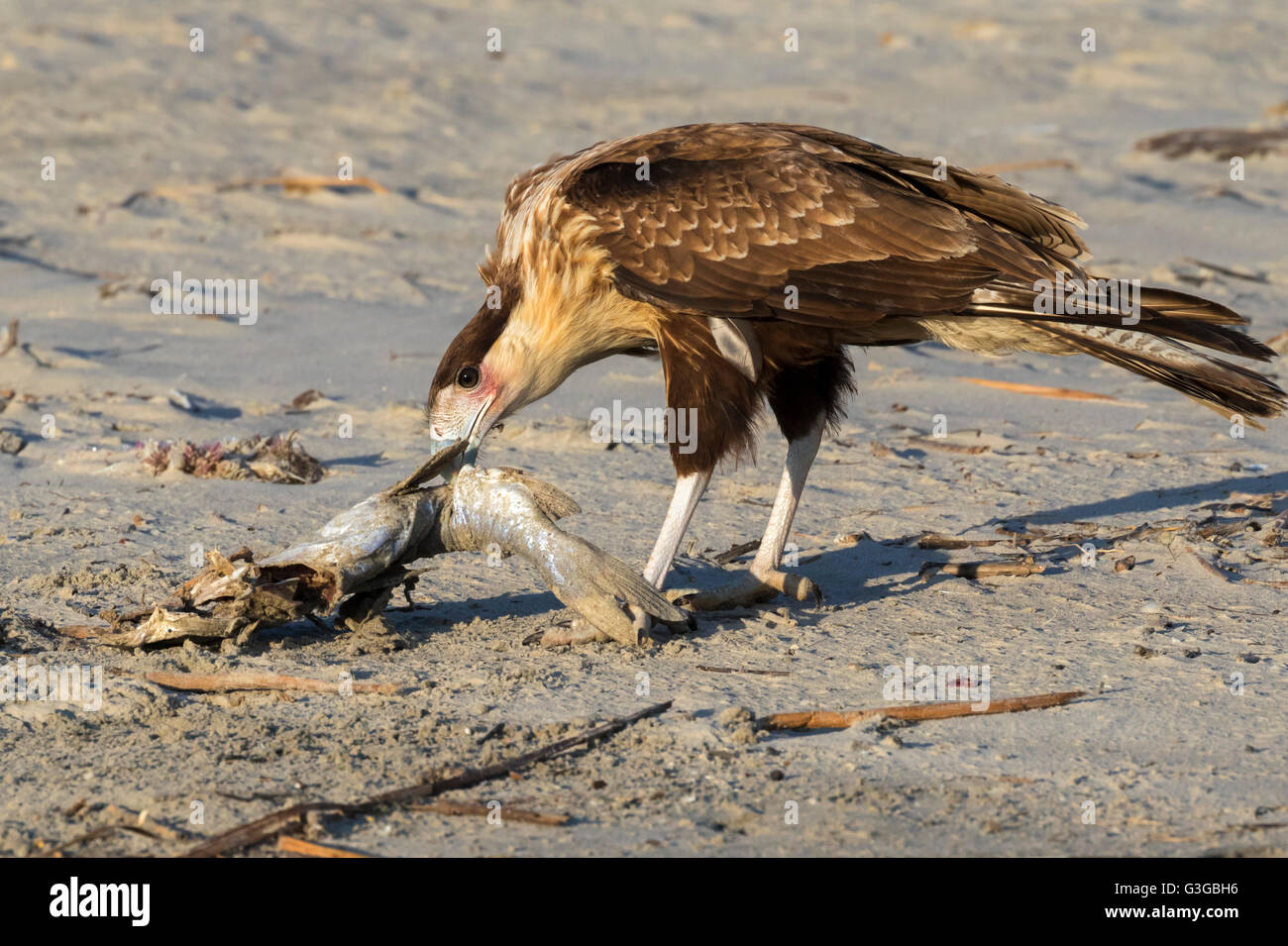 Young Crested Caracara (Caracara plancus) scavenging on a dead fish on the ocean beach, Galveston, Texas, USA. Stock Photo