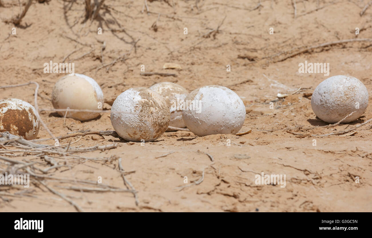 ostrich eggs in the desert of Eilat Stock Photo