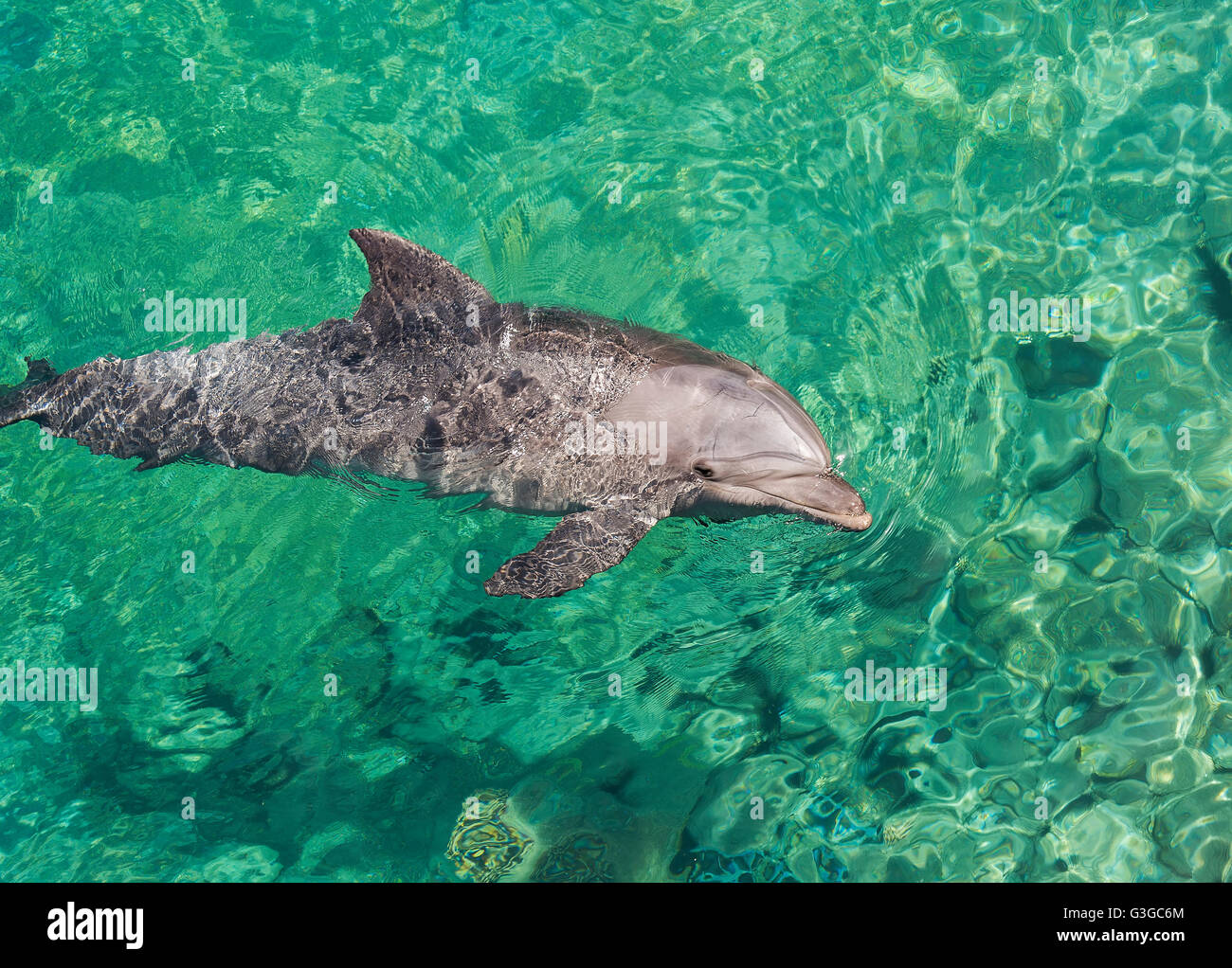 beautiful dolphins in the Gulf of Eilat Stock Photo