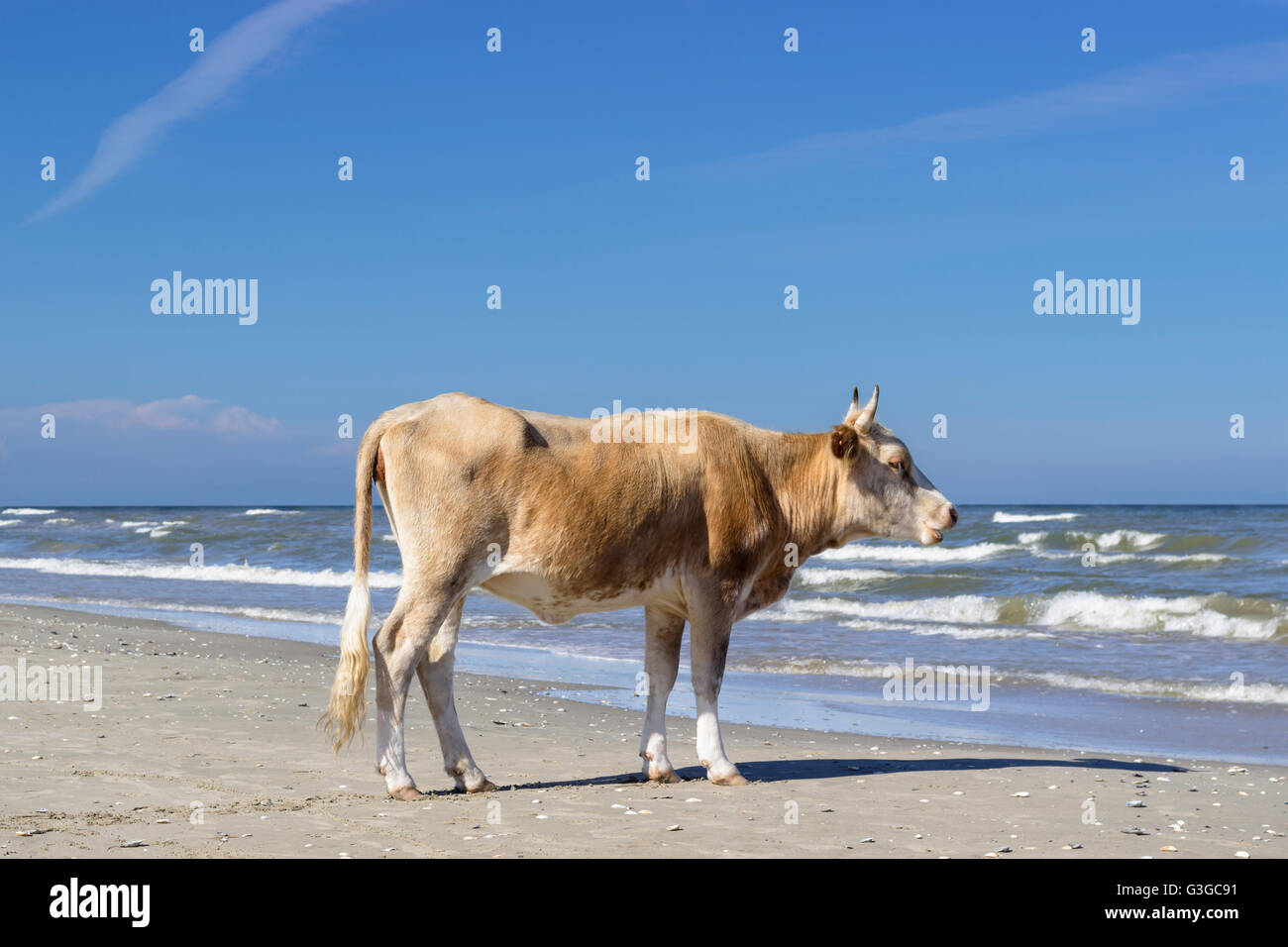 Cow staring towards the sea from the beach. Stock Photo