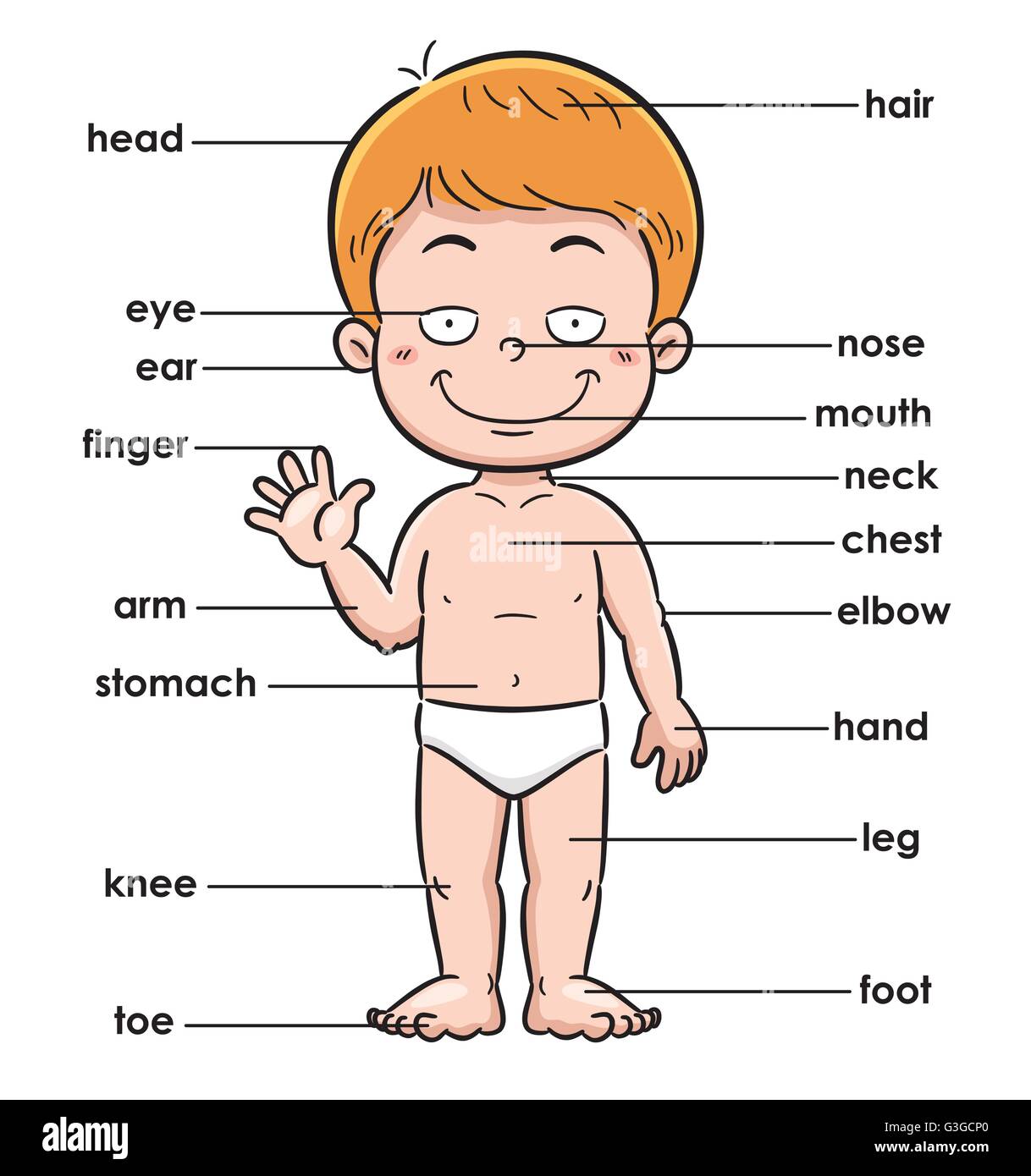 Vector illustration of vocabulary part of body Stock Vector