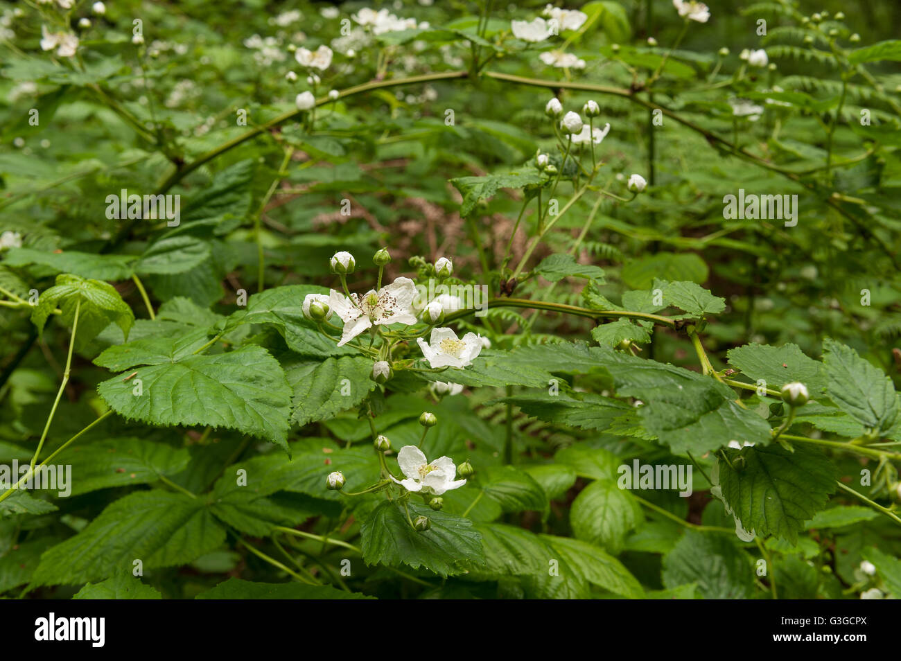 Long Arching Stem High Resolution Stock Photography and Images - Alamy