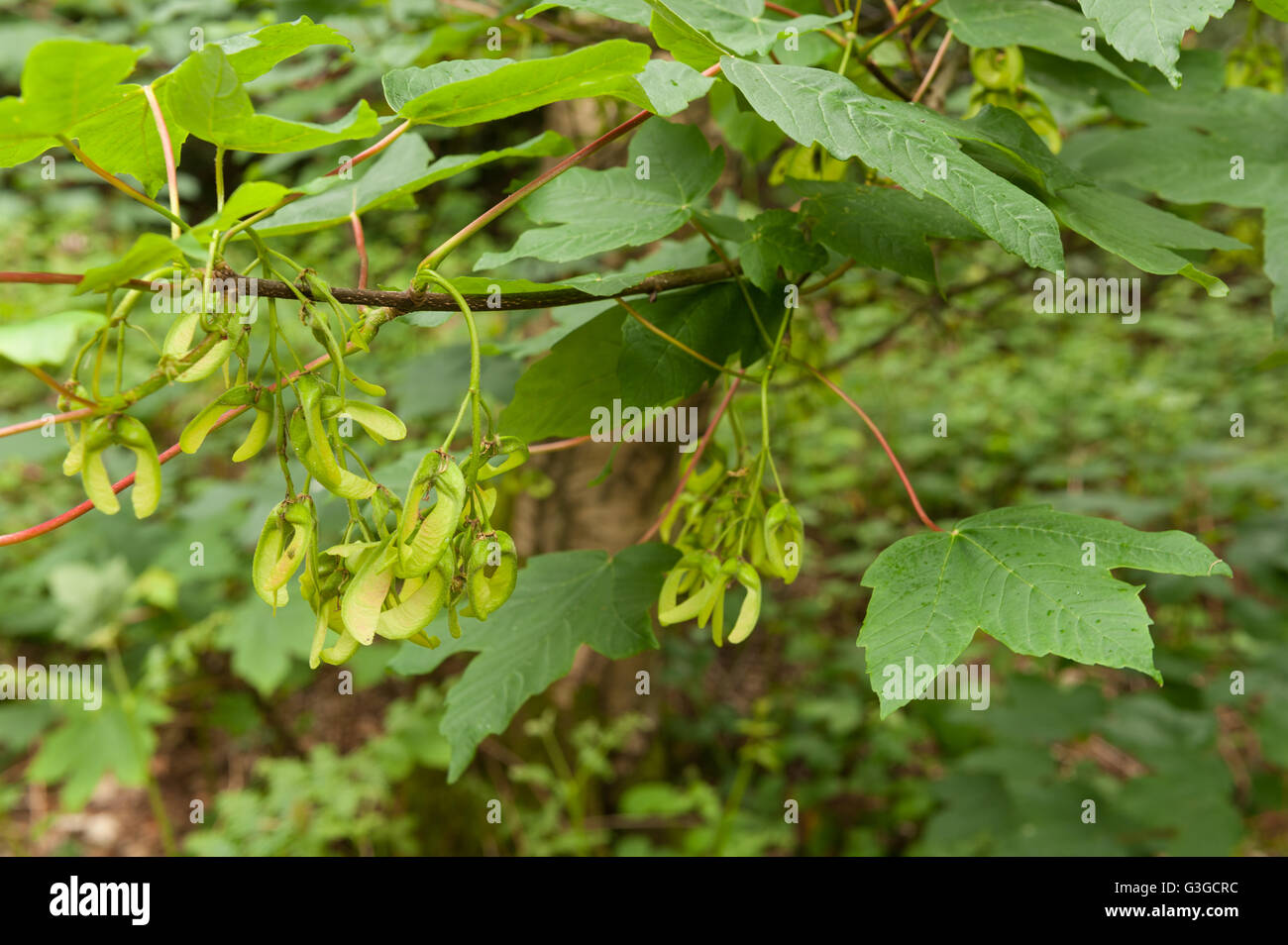 New sycamore acer tree seeds fruit developing in grape like clumps on branches ready for wind dispersal at end of season Stock Photo