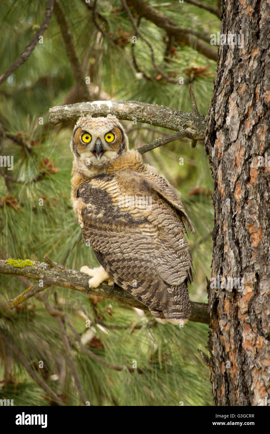 Juvenile great horned owls at the Ronan, MT Cemetery Stock Photo Alamy