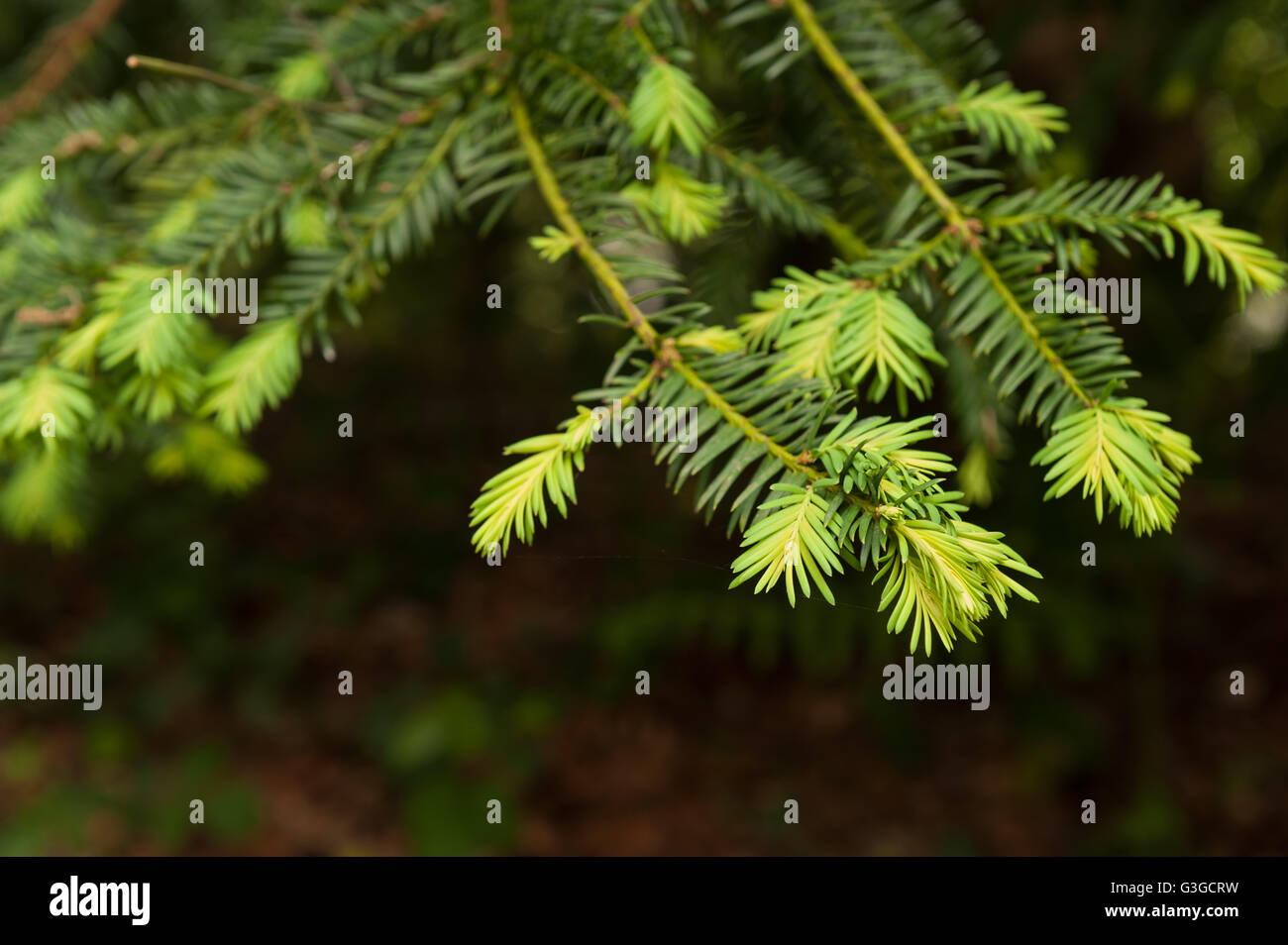 Common yew tree showing growth of new leaves contrasting with old last years growth on branch tip bright verses dark green Stock Photo