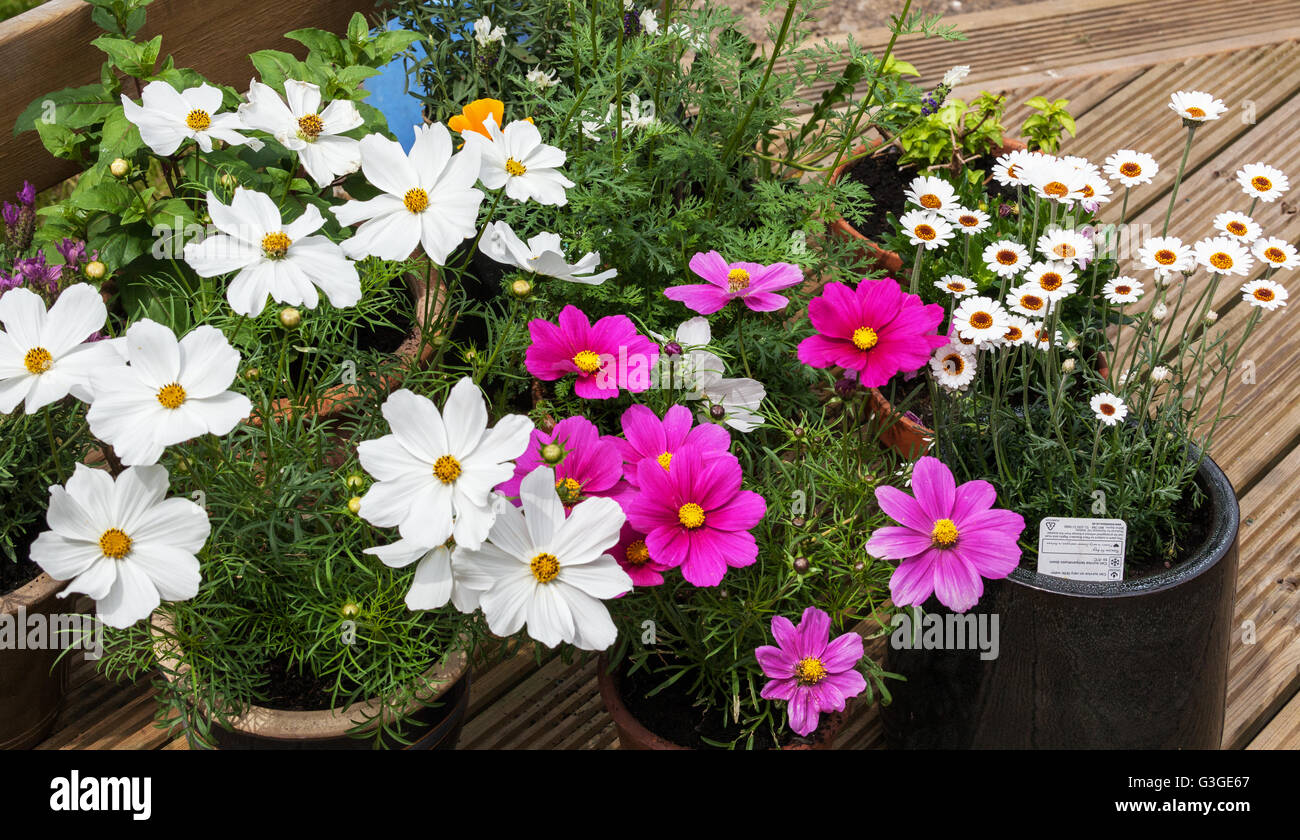 Summer Flowering Plants in Pots Stock Photo