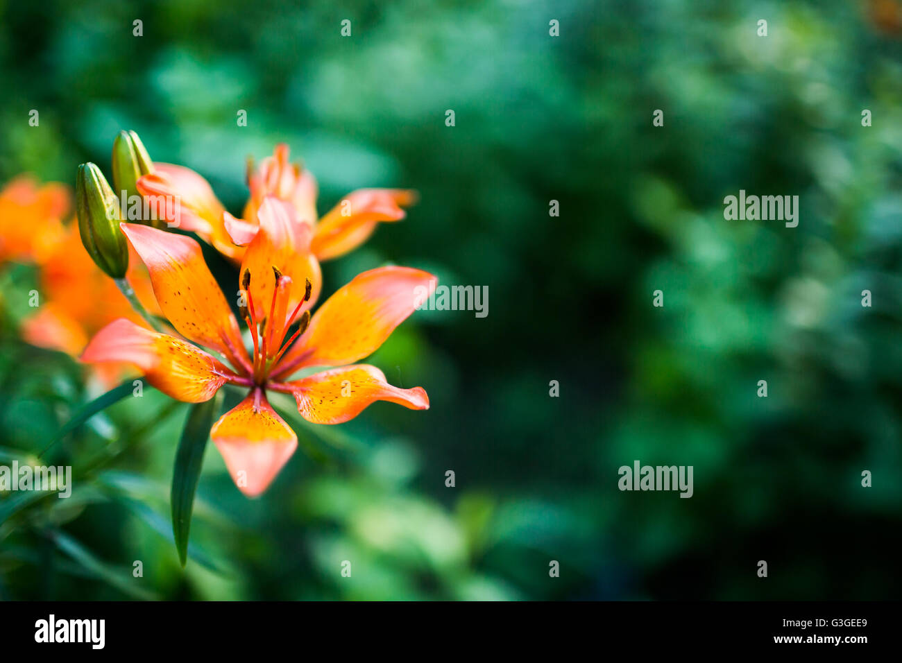 Orange lily martagon on green background Stock Photo