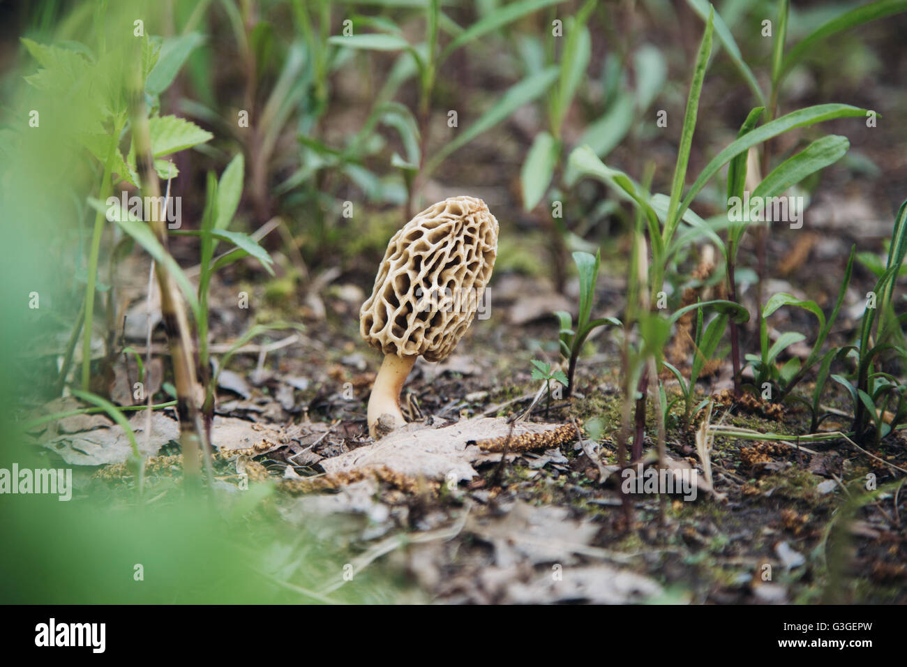 Edible mushroom morel in nature Stock Photo Alamy