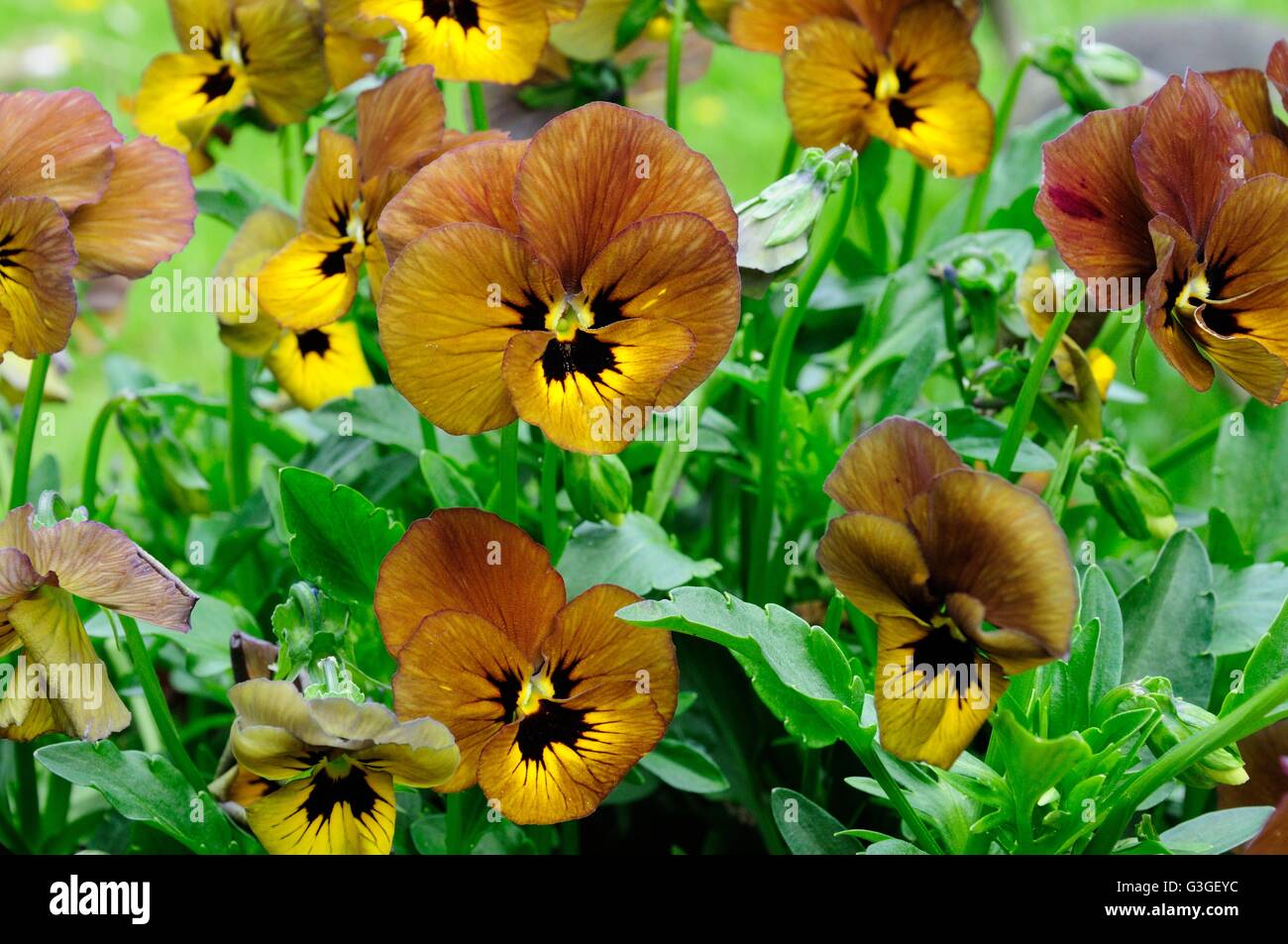 Viola Irish Molly flowers Stock Photo