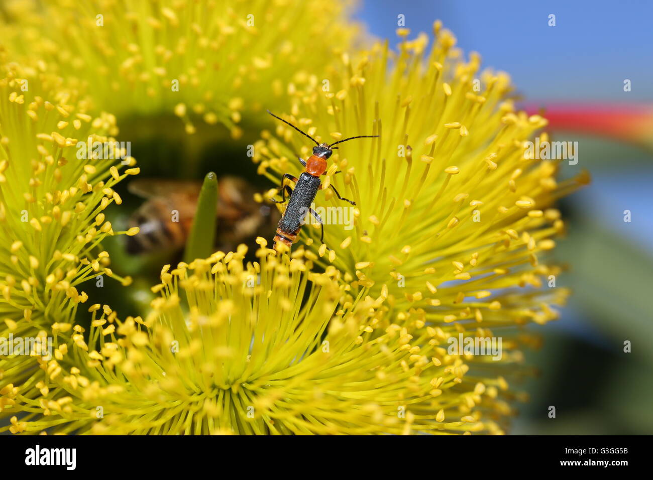 Insect on a Eucalyptus flower at Boddington in Western Australia Stock Photo