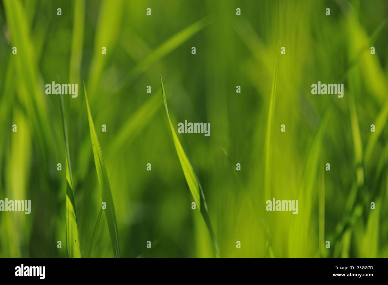 Abstract blur background of green grass Stock Photo - Alamy