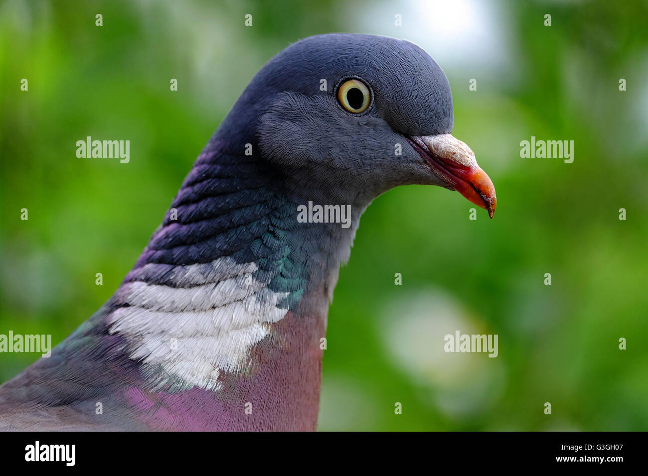 A common wood pigeon (columba palumbus) or culver Stock Photo