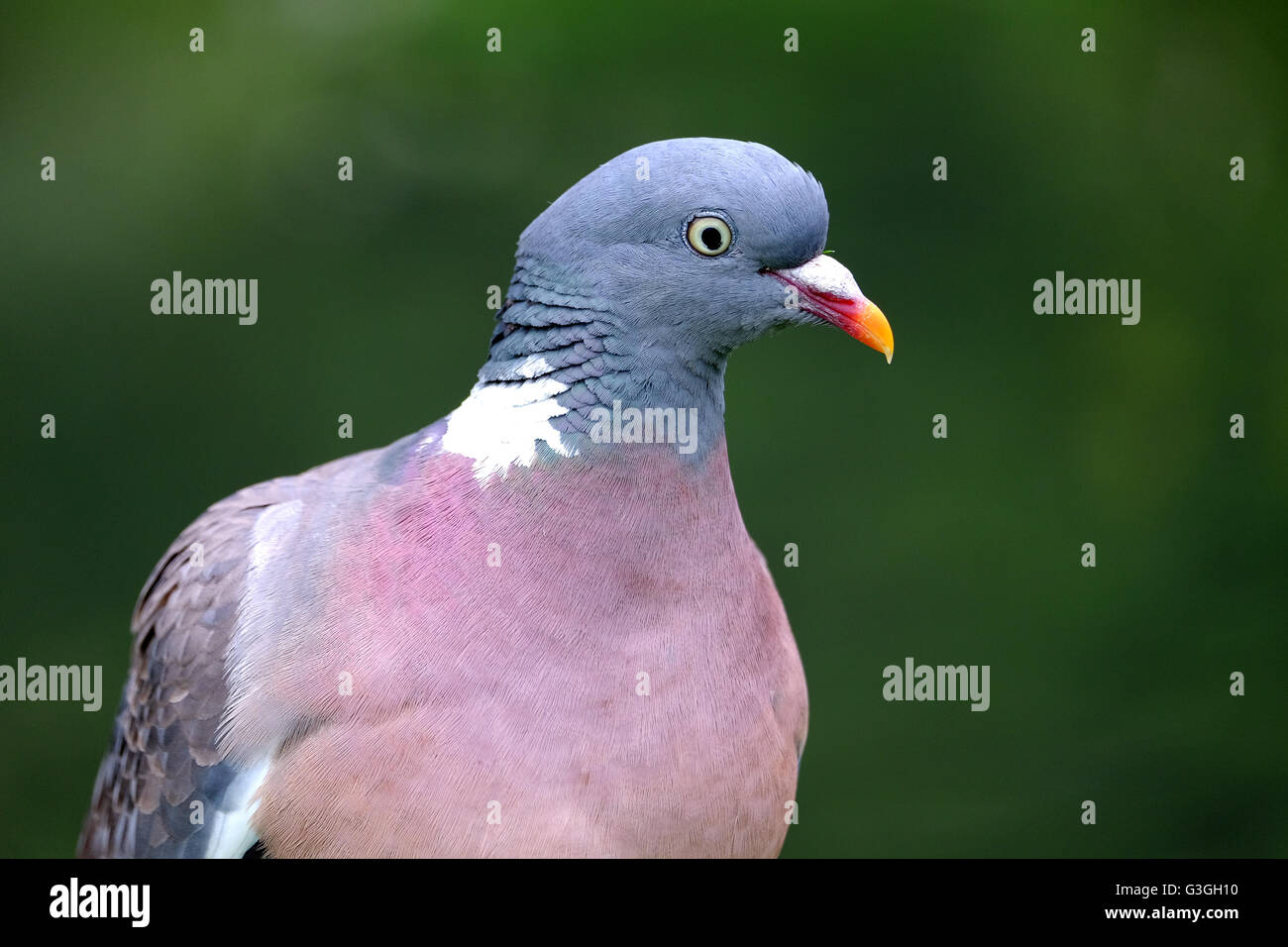 A common wood pigeon (columba palumbus) or culver Stock Photo