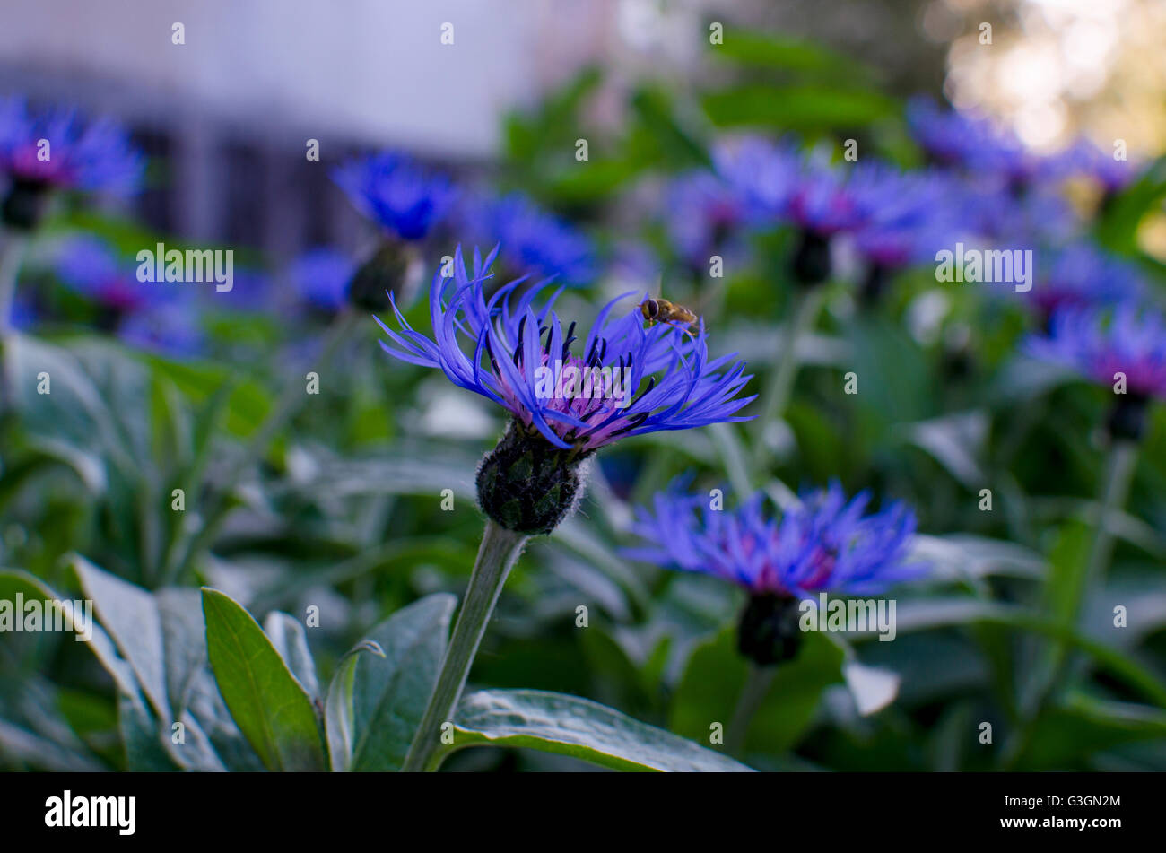 Herb a cornflower meadow flowers,medicinal,a plant,flowers,flora,a