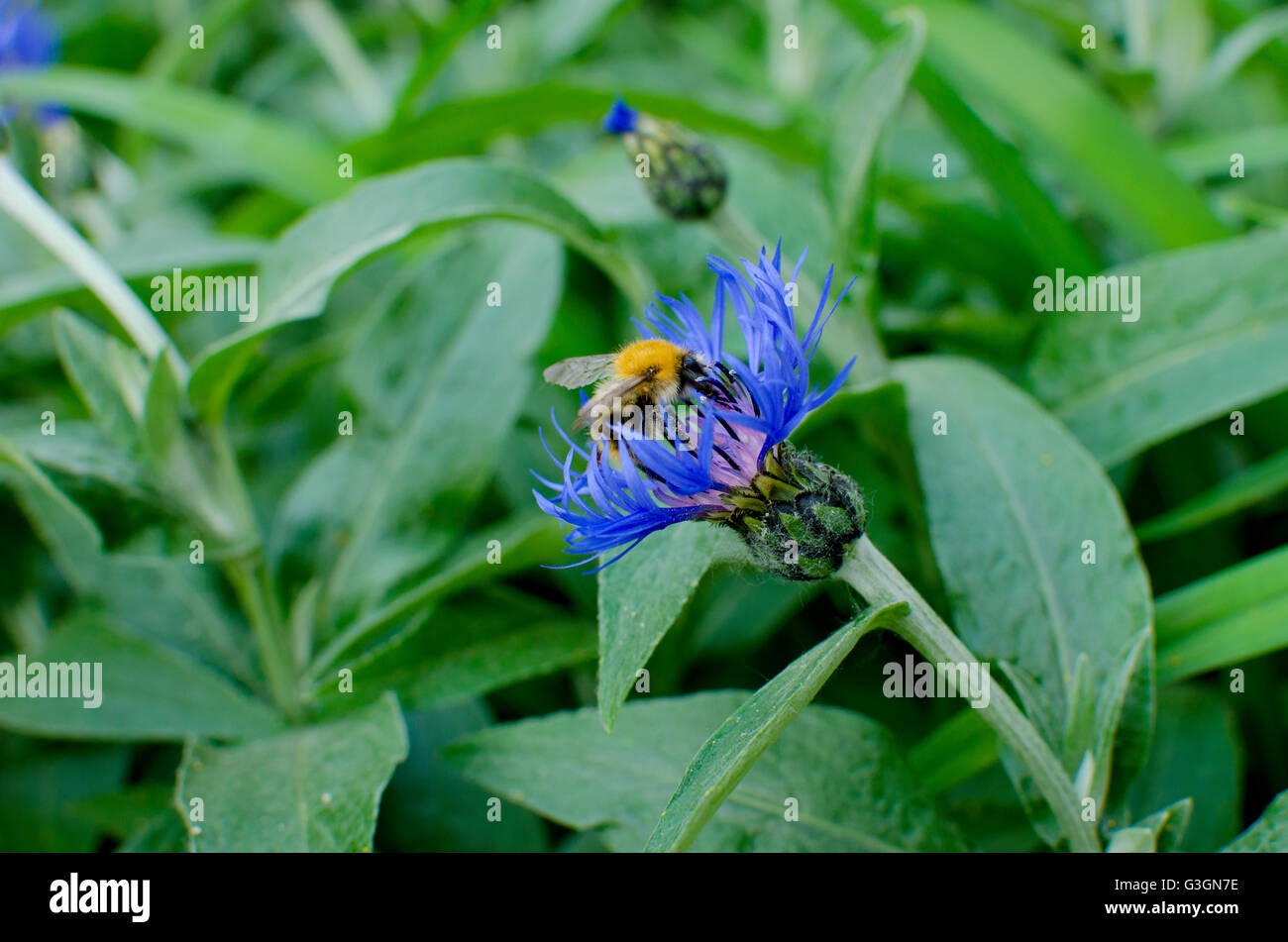 Herb a cornflower meadow flowers Stock Photo Alamy