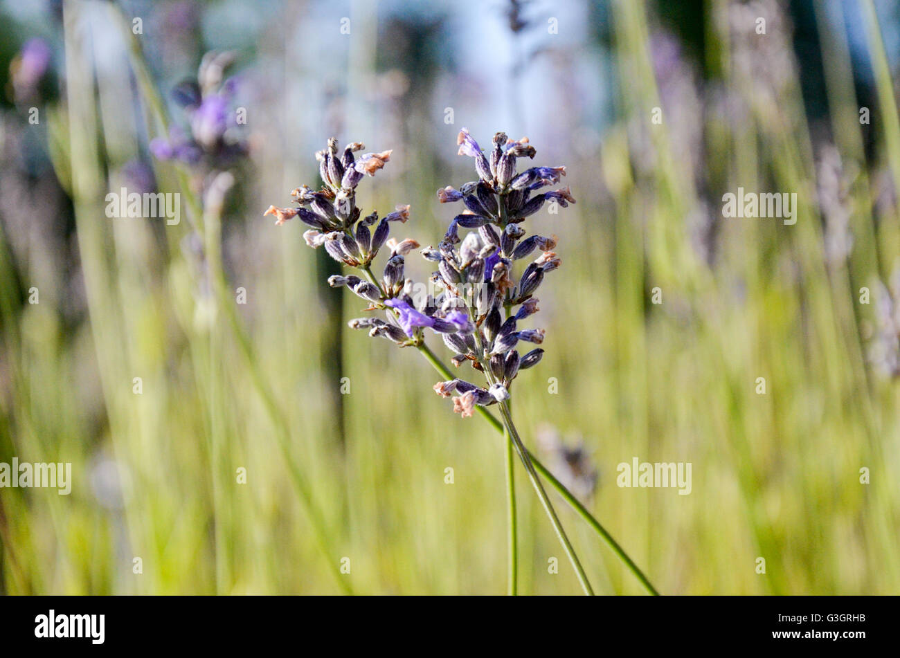 Close-up of the flowers of Lavender officinalis Stock Photo - Alamy