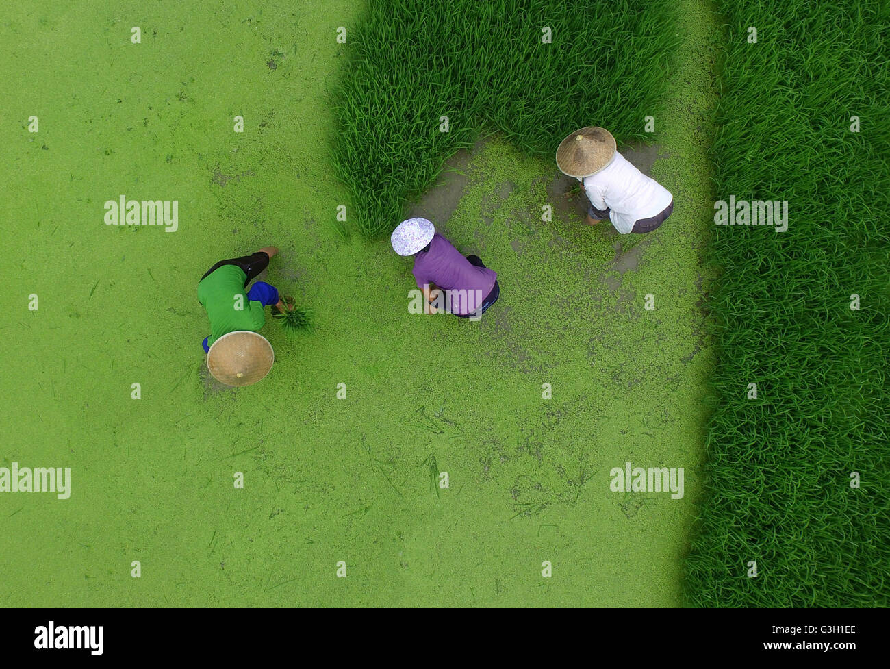 Rice farmers during planting hi-res stock photography and images - Alamy