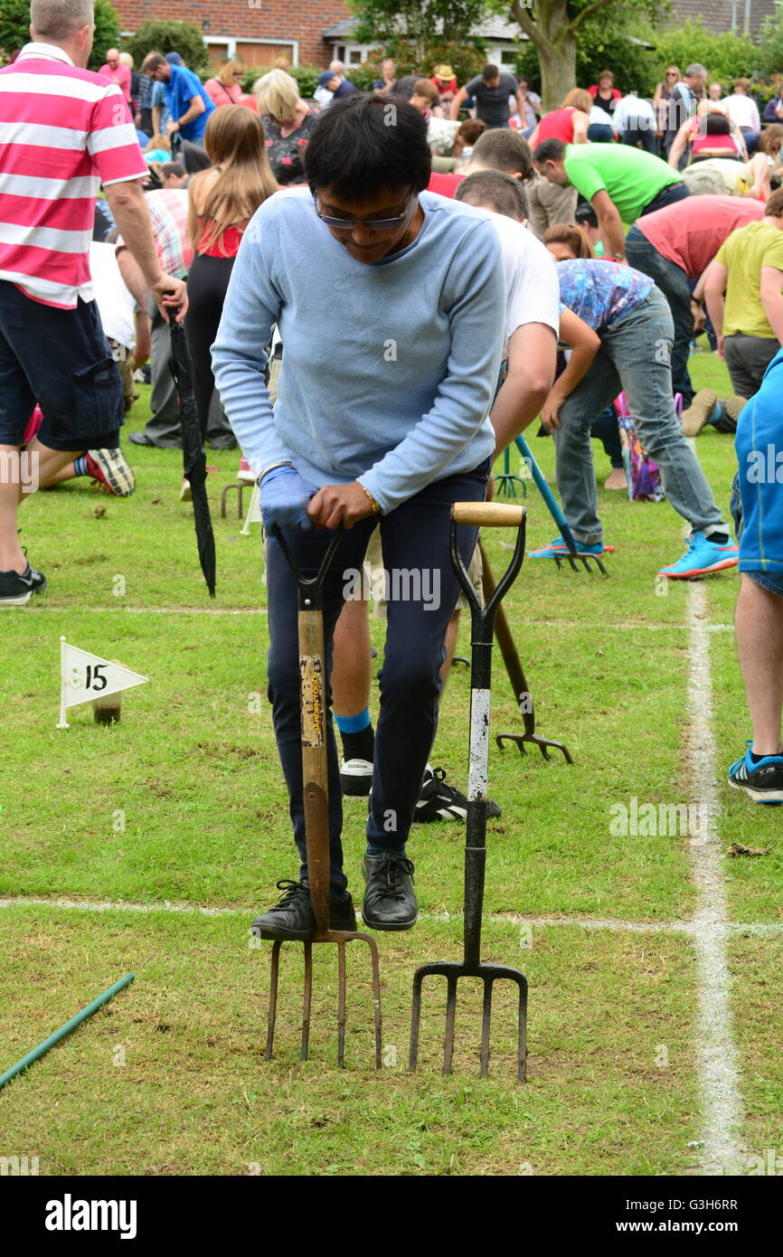 Willaston, Nantwich, Cheshire, UK. 25th June, 2016. 37th World Worm Charming  Championship. The event started in the village in 1980. Competitors working  the turf with garden forks for 30 minutes to coax