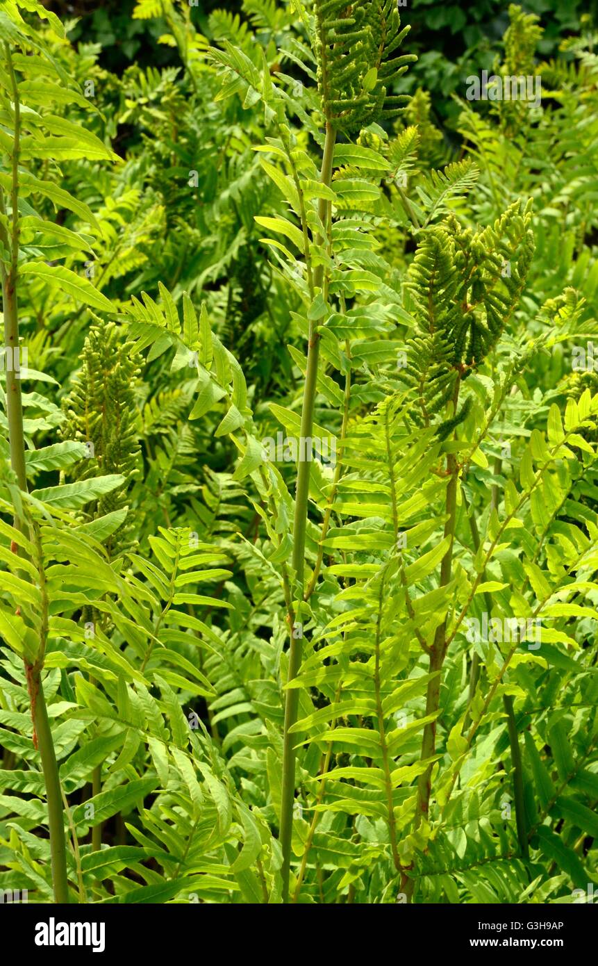 Osmunda regalis royal fern flowering fern Stock Photo