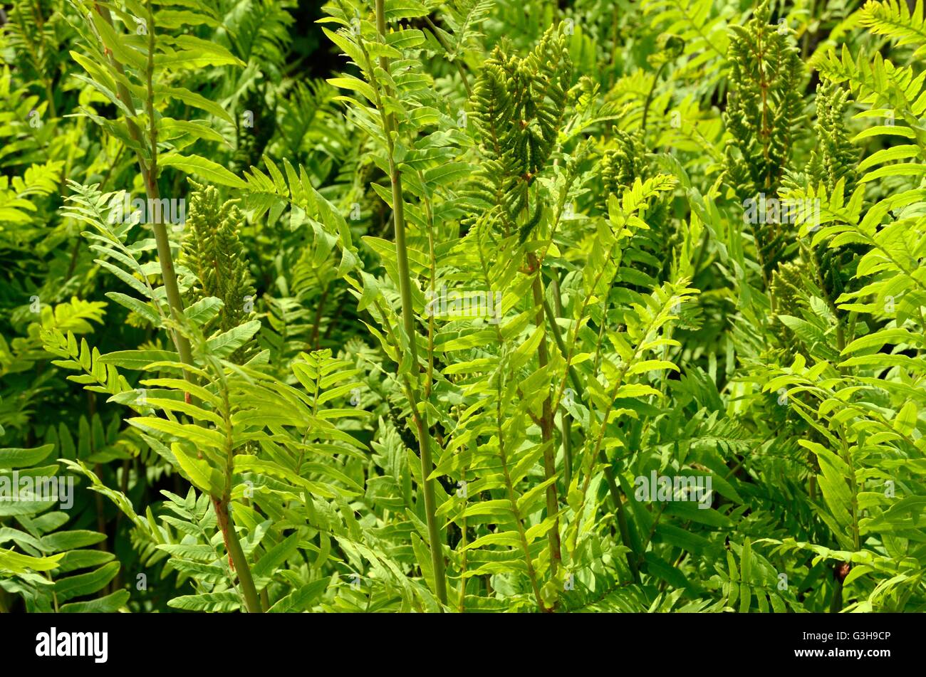 Osmunda regalis royal fern flowering fern Stock Photo