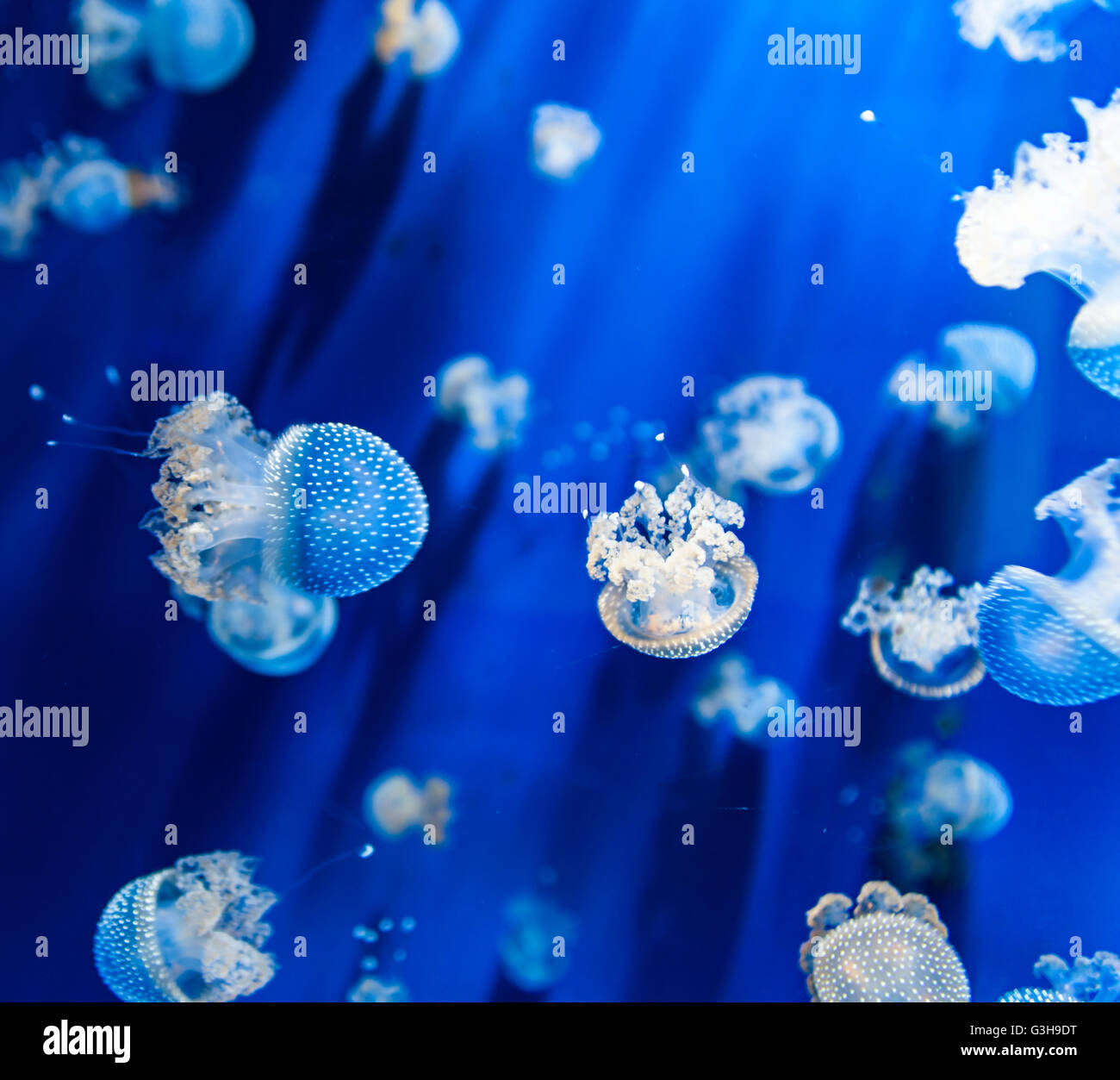 Closeup of the jellyfish (Phyllorhiza punctata) in the water Stock Photo