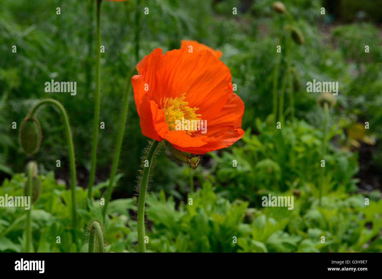 orange Iceland poppy Papaver nudicalue Party Fun Stock Photo